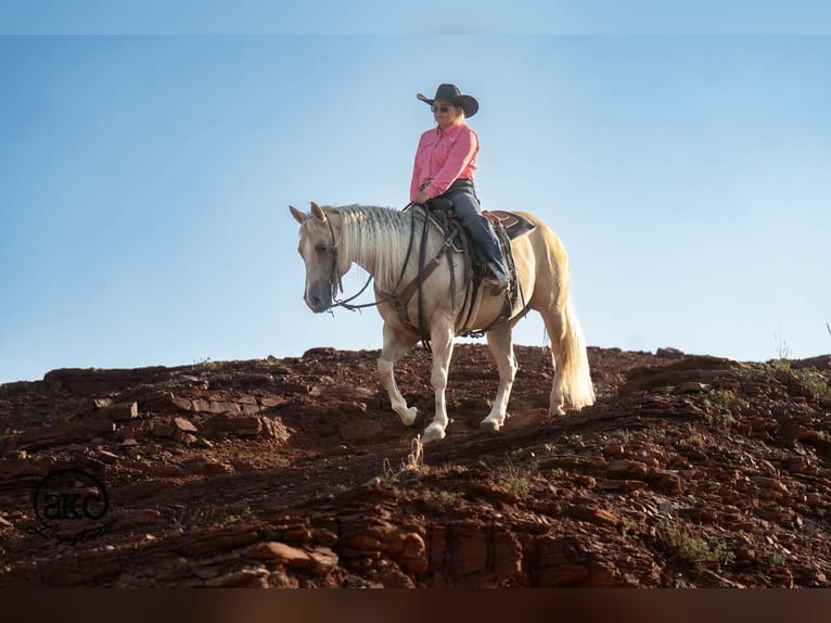 Caballo cuarto de milla Yegua 7 años Palomino in Canyon