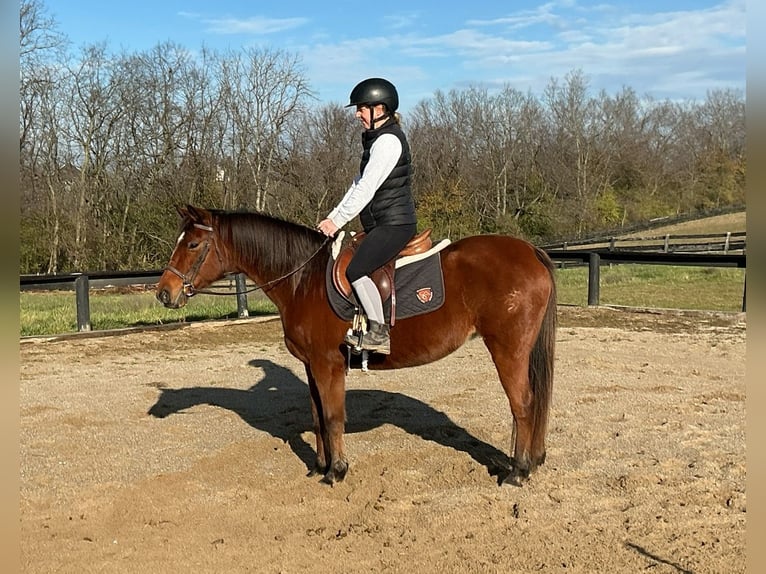 Caballo cuarto de milla Yegua 8 años 135 cm Castaño rojizo in Lexington