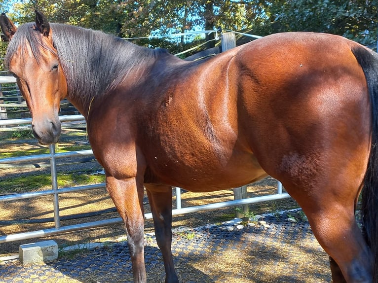 Caballo cuarto de milla Yegua 8 años 140 cm Castaño in Möckmühl