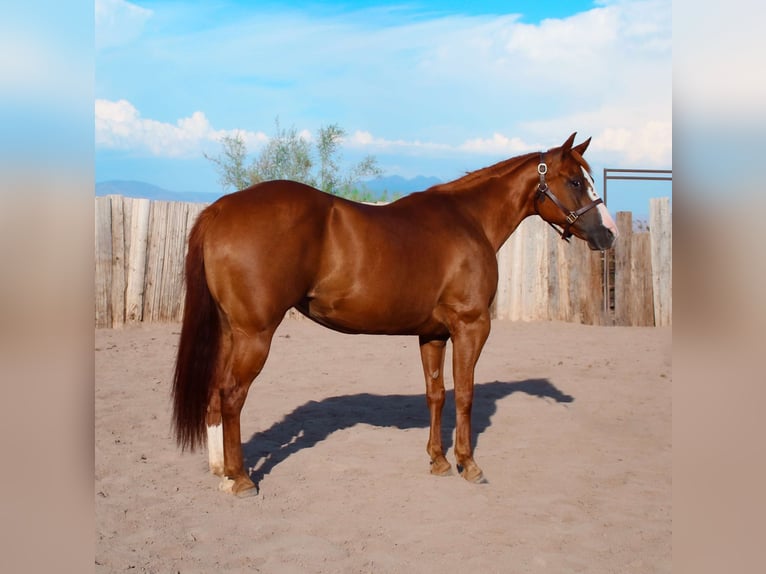 Caballo cuarto de milla Yegua 8 años 142 cm Alazán-tostado in Scottsdale AZ