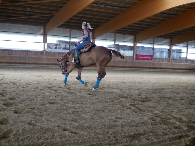 Caballo cuarto de milla Yegua 8 años 146 cm Alazán in Herbolzheim