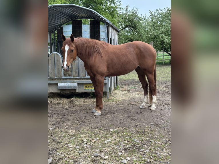 Caballo cuarto de milla Yegua 8 años 146 cm Alazán in Herbolzheim