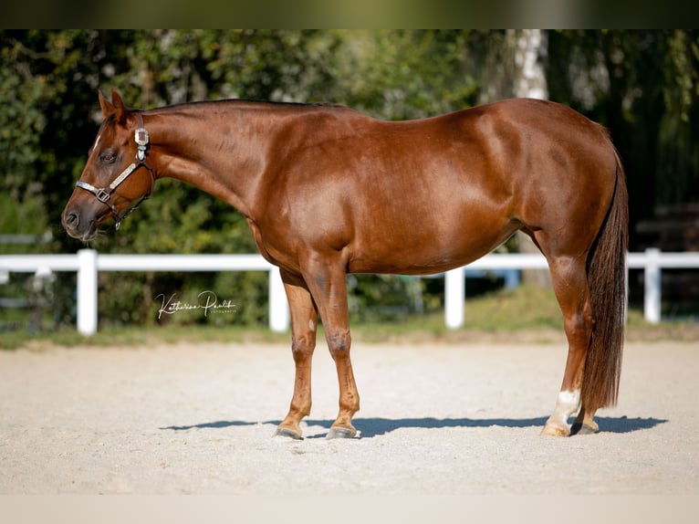 Caballo cuarto de milla Yegua 8 años 147 cm Alazán-tostado in Eging am See