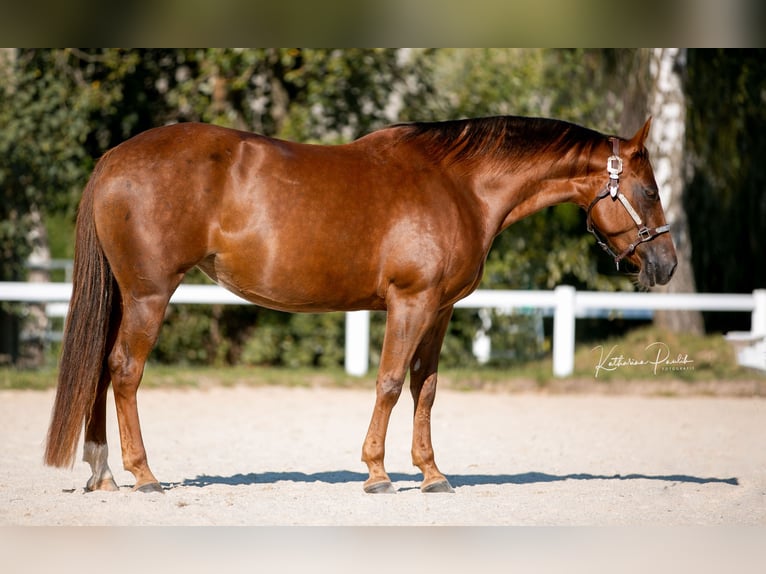 Caballo cuarto de milla Yegua 8 años 147 cm Alazán-tostado in Eging am See