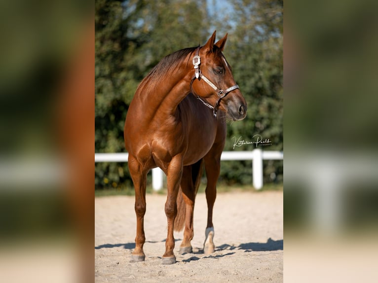 Caballo cuarto de milla Yegua 8 años 147 cm Alazán-tostado in Eging am See