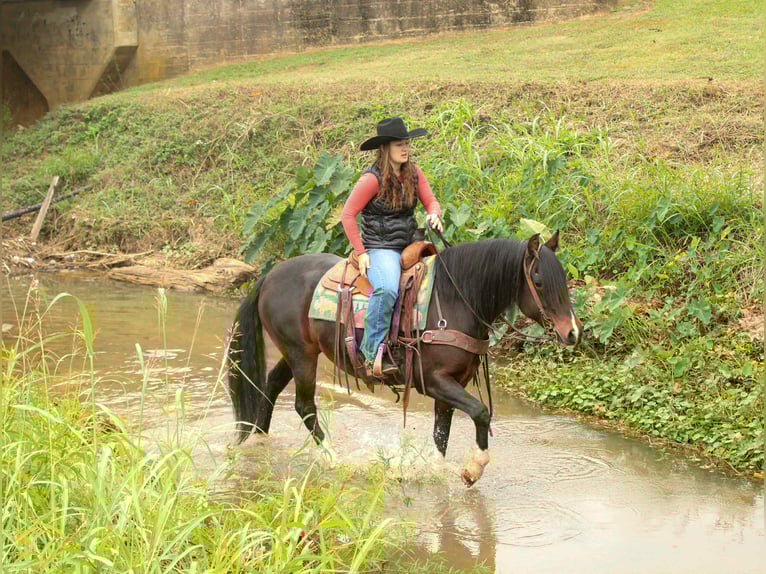 Caballo cuarto de milla Yegua 8 años 147 cm Castaño rojizo in Rusk TX