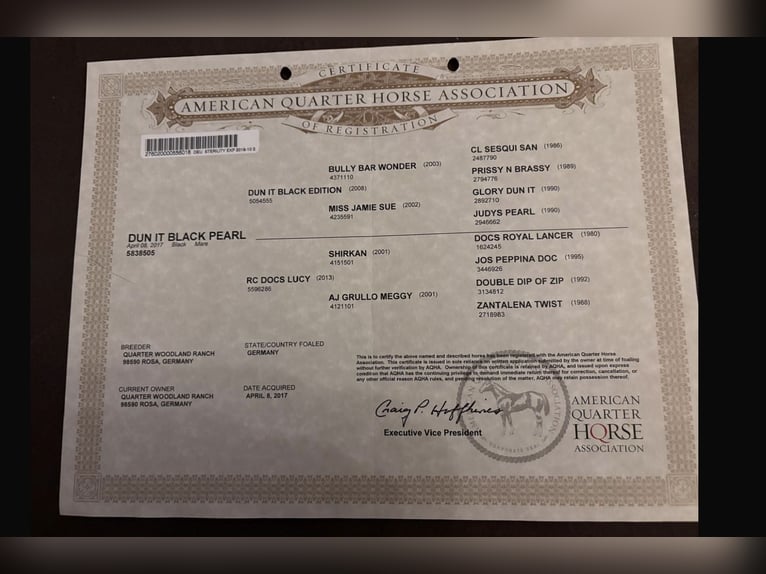 Caballo cuarto de milla Yegua 8 años 147 cm Morcillo in Rosa