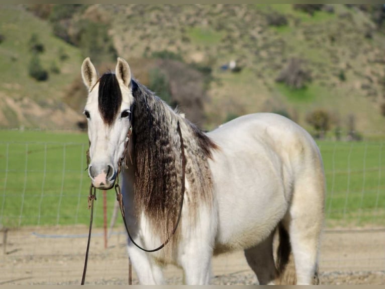 Caballo cuarto de milla Yegua 8 años 147 cm Tordo in Bitterwater CA