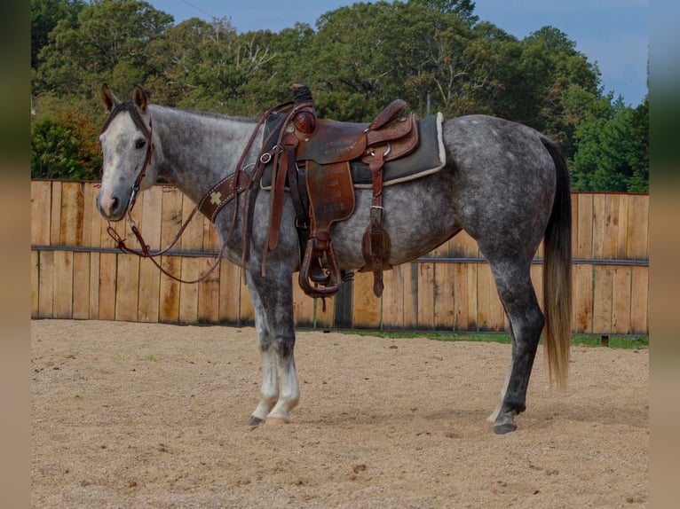 Caballo cuarto de milla Yegua 8 años 147 cm Tordo in Summersville
