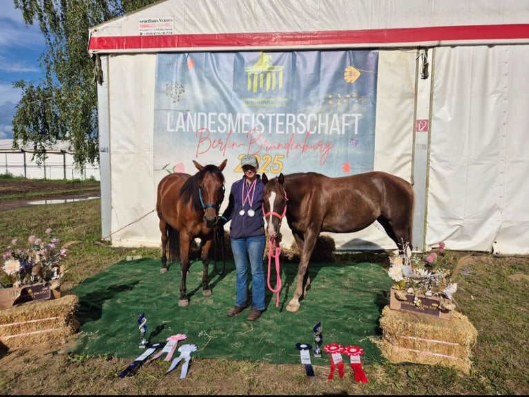 Caballo cuarto de milla Yegua 8 años 148 cm Castaño in Görlitz