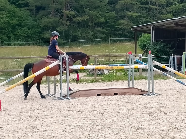 Caballo cuarto de milla Mestizo Yegua 8 años 148 cm Castaño in Sulzthal