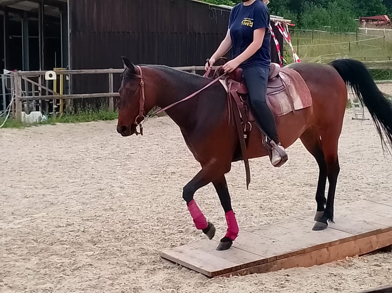 Caballo cuarto de milla Mestizo Yegua 8 años 148 cm Castaño in Sulzthal