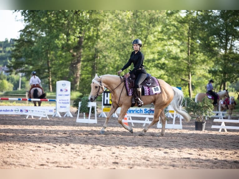 Caballo cuarto de milla Yegua 8 años 148 cm Palomino in Walldorf