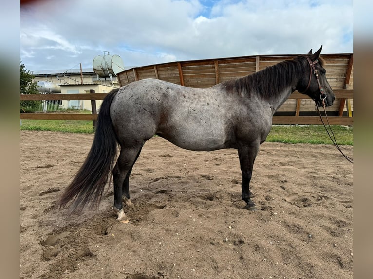 Caballo cuarto de milla Yegua 8 años 148 cm Ruano azulado in Moritz