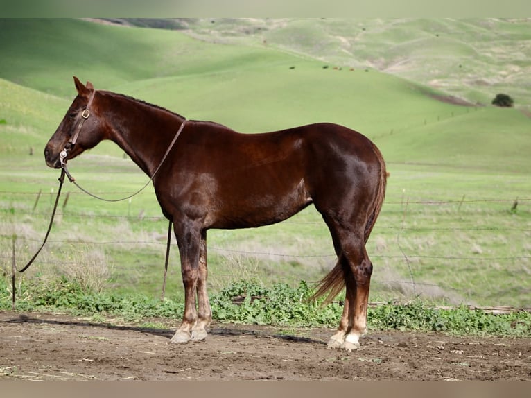 Caballo cuarto de milla Yegua 8 años 150 cm Alazán-tostado in Paicines CA