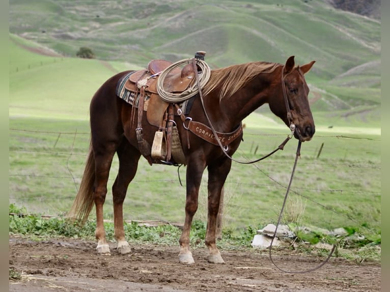 Caballo cuarto de milla Yegua 8 años 150 cm Alazán-tostado in Paicines CA