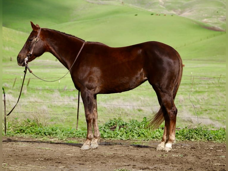 Caballo cuarto de milla Yegua 8 años 150 cm Alazán-tostado in Paicines CA