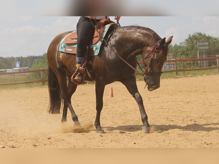 Caballo cuarto de milla Yegua 8 años 150 cm Buckskin/Bayo in Bleckede