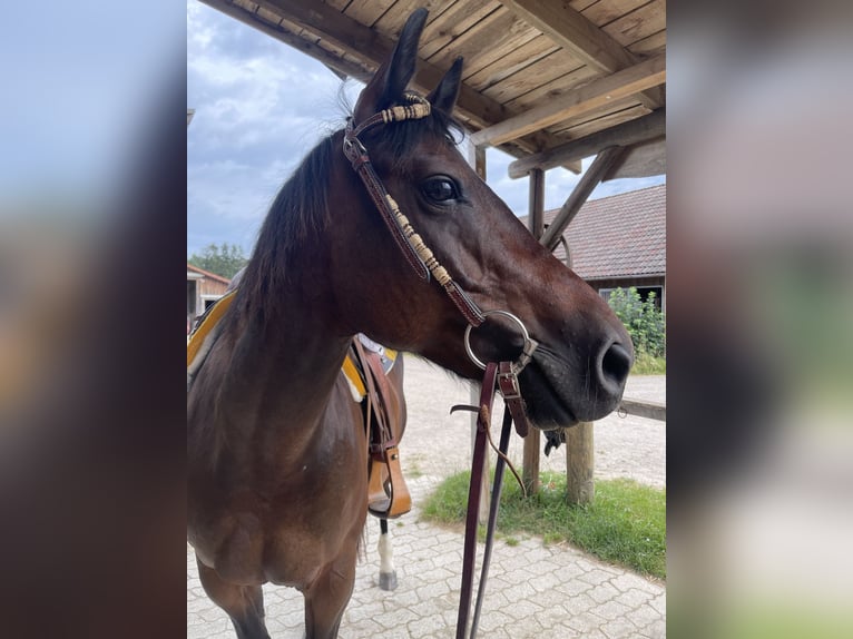 Caballo cuarto de milla Yegua 8 años 150 cm Castaño in P&#xF6;rnbach