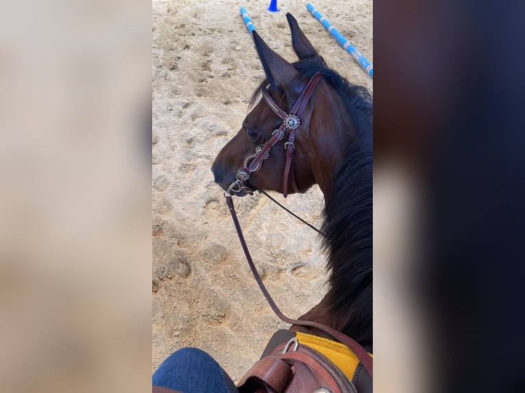 Caballo cuarto de milla Yegua 8 años 150 cm Castaño in P&#xF6;rnbach