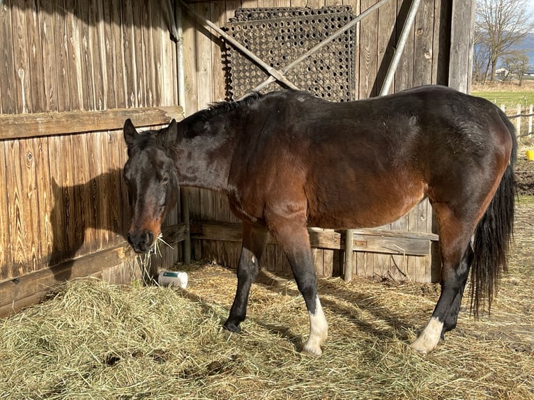 Caballo cuarto de milla Yegua 8 años 150 cm Castaño in P&#xF6;rnbach
