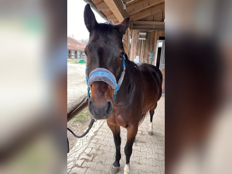 Caballo cuarto de milla Yegua 8 años 150 cm Castaño in P&#xF6;rnbach