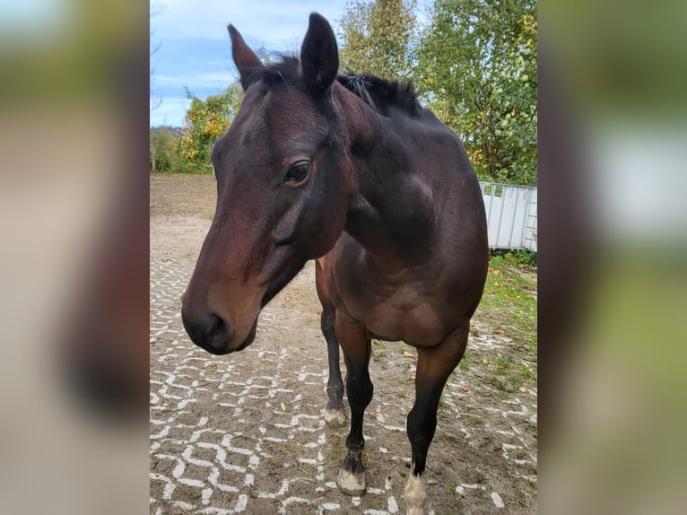 Caballo cuarto de milla Yegua 8 años 150 cm Castaño in P&#xF6;rnbach