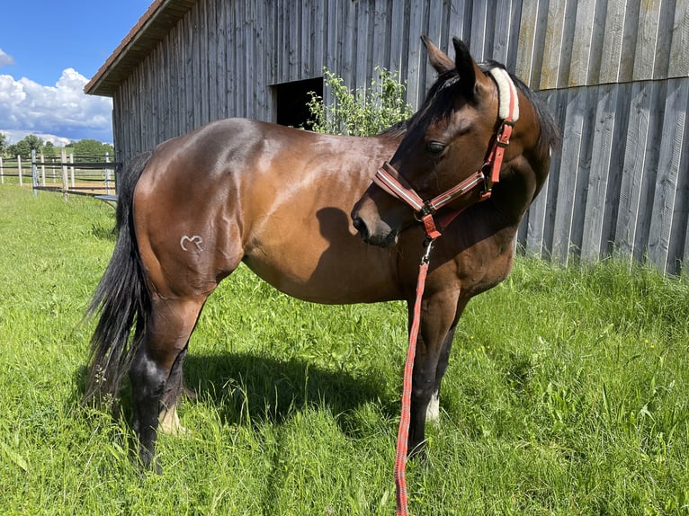 Caballo cuarto de milla Yegua 8 años 150 cm Castaño in P&#xF6;rnbach