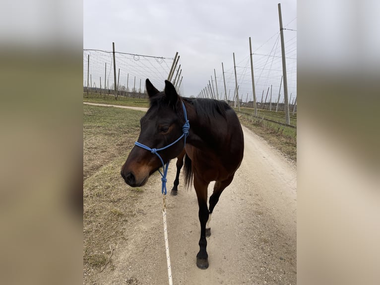 Caballo cuarto de milla Yegua 8 años 150 cm Castaño in P&#xF6;rnbach