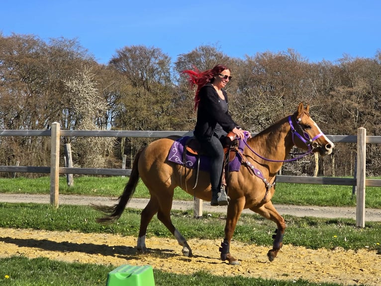 Caballo cuarto de milla Yegua 8 años 150 cm Red Dun/Cervuno in Linkenbach