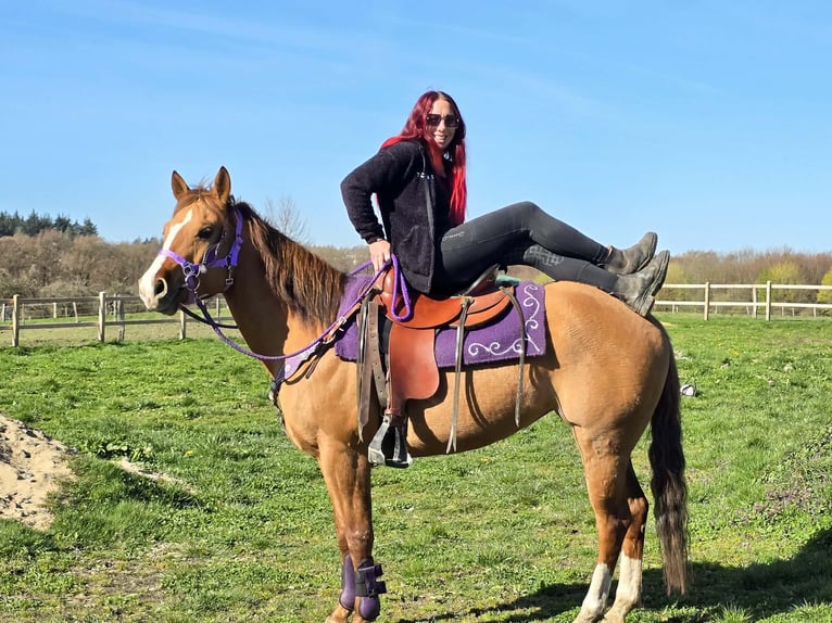 Caballo cuarto de milla Yegua 8 años 150 cm Red Dun/Cervuno in Linkenbach