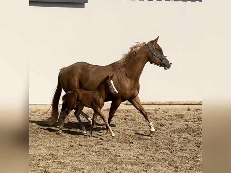 Caballo cuarto de milla Yegua 8 años 152 cm Alazán in Daleiden