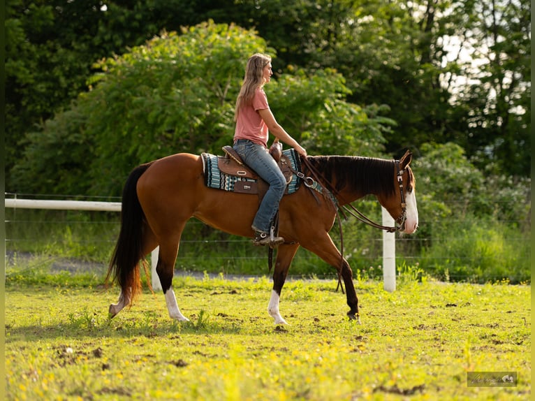 Caballo cuarto de milla Yegua 8 años 152 cm Castaño rojizo in Paxinos, PA