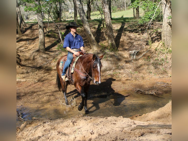 Caballo cuarto de milla Yegua 8 años 152 cm Castaño rojizo in Rusk