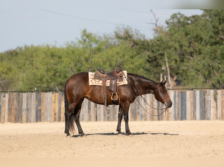 Caballo cuarto de milla Yegua 8 años 152 cm Castaño rojizo in Lampasas