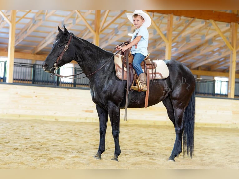 Caballo cuarto de milla Yegua 8 años 152 cm Negro in Clarion