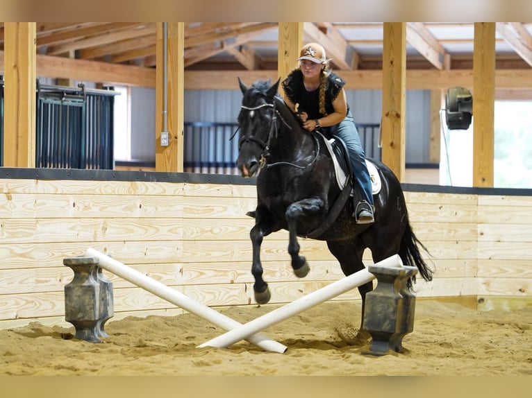 Caballo cuarto de milla Yegua 8 años 152 cm Negro in Clarion