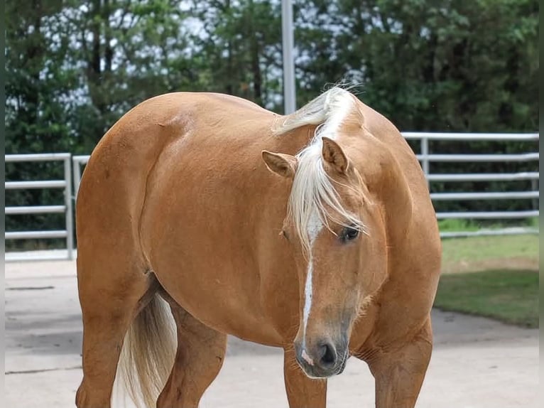 Caballo cuarto de milla Yegua 8 años 152 cm Palomino in Kaufman