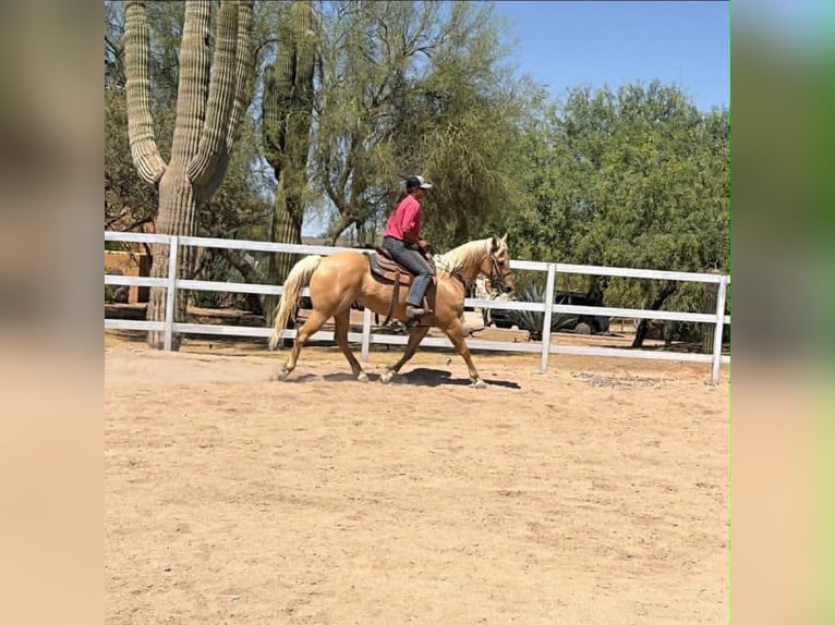 Caballo cuarto de milla Yegua 8 años 152 cm Palomino in Cave Creek