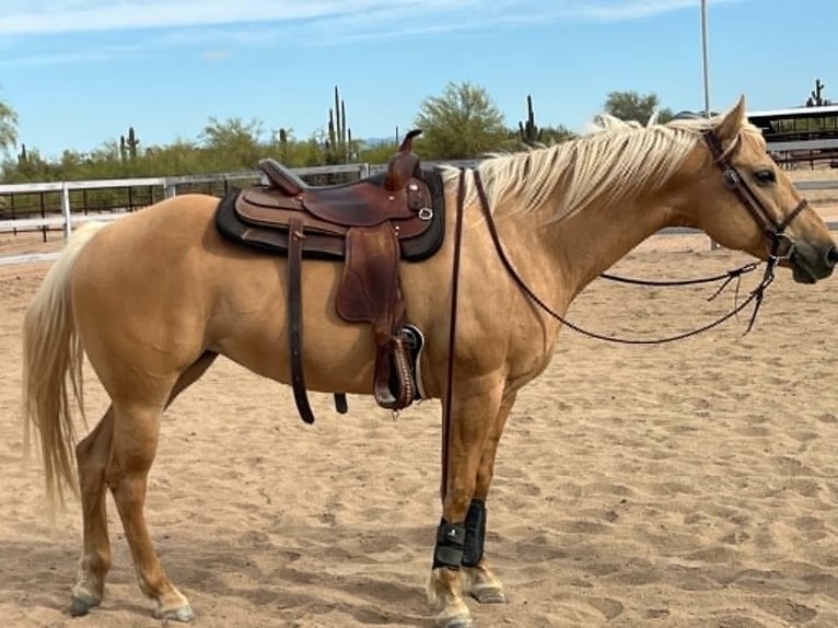 Caballo cuarto de milla Yegua 8 años 152 cm Palomino in Cave Creek