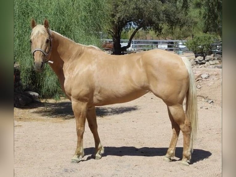 Caballo cuarto de milla Yegua 8 años 152 cm Palomino in Cave Creek