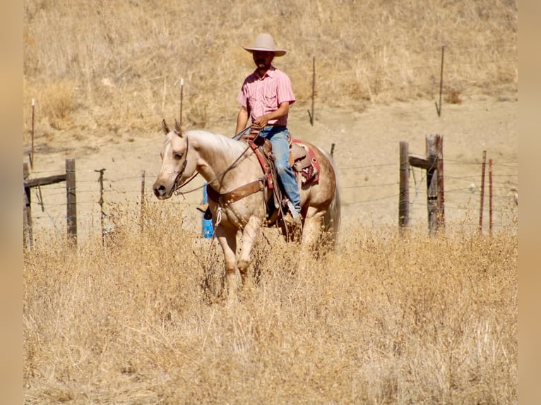 Caballo cuarto de milla Yegua 8 años 152 cm Palomino in Tres Pinos
