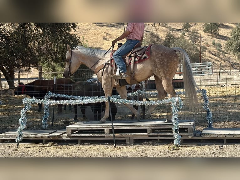Caballo cuarto de milla Yegua 8 años 152 cm Palomino in Tres Pinos