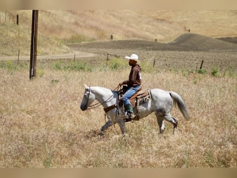 Caballo cuarto de milla Yegua 8 años 152 cm Tordo in Tres Pinos