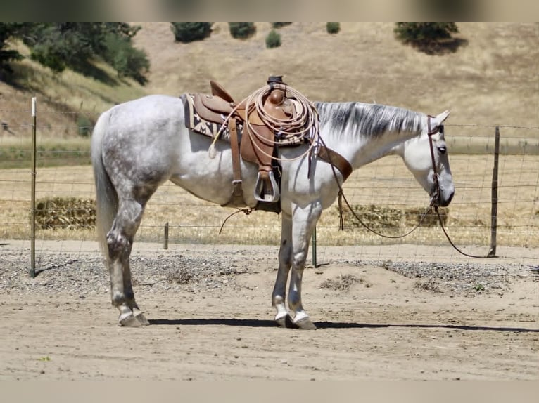 Caballo cuarto de milla Yegua 8 años 152 cm Tordo in Tres Pinos