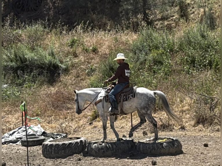 Caballo cuarto de milla Yegua 8 años 152 cm Tordo in Tres Pinos