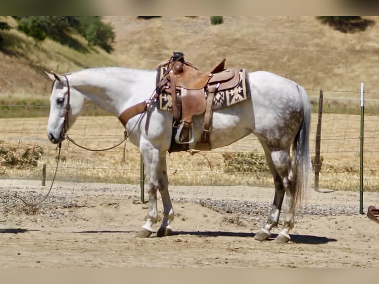 Caballo cuarto de milla Yegua 8 años 152 cm Tordo in Tres Pinos