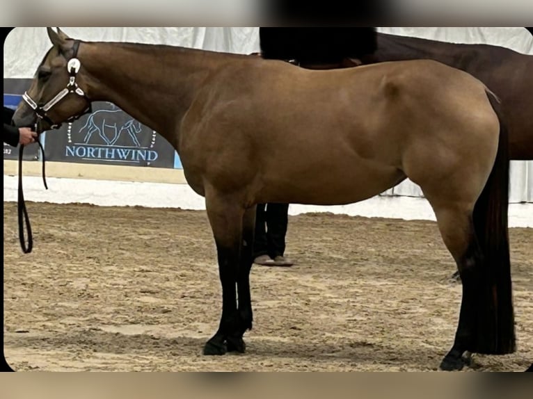 Caballo cuarto de milla Yegua 8 años 154 cm Buckskin/Bayo in Eiselfing