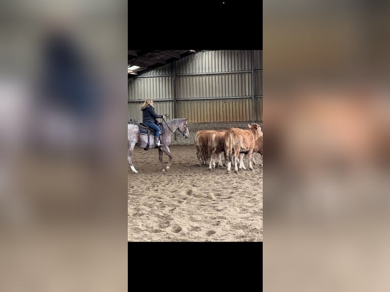 Caballo cuarto de milla Yegua 8 años 154 cm Ruano alazán in Buchloe