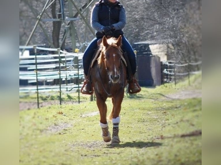 Caballo cuarto de milla Yegua 8 años 155 cm Alazán in Kevelaer